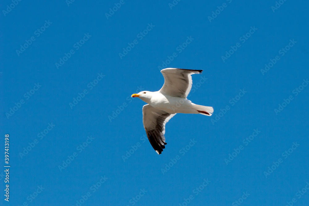 Fototapeta premium seagull in the sky