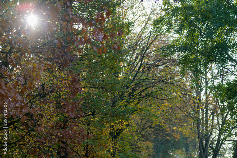 Sunburst through rural autumn or fall trees