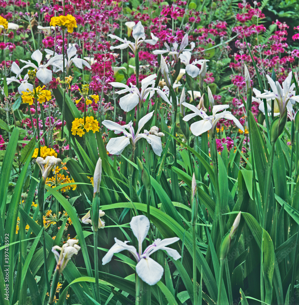 Close up detail of a bog garden border with Primulas and Iris's