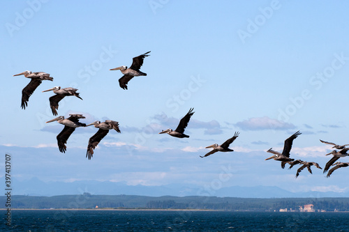 Fényképezés pelicans in flight