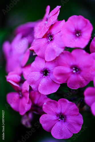 Dark background with flowers
