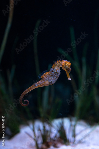 Seahorse or hippocampus  genus Hippocampus   marine fish belonging to the Syngnathidae family swimming with marine vegetation behind 