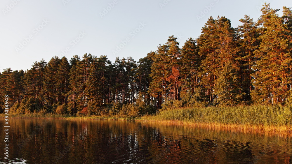 Obraz premium Scenery colorful amber forest woods on grassy river shore background in orange sunset sun shine with calm water, beautiful Russian European outdoor natural river landscape view at Sunny autumn evening