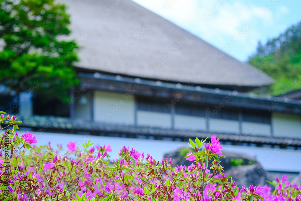 前山寺 客殿とツツジ