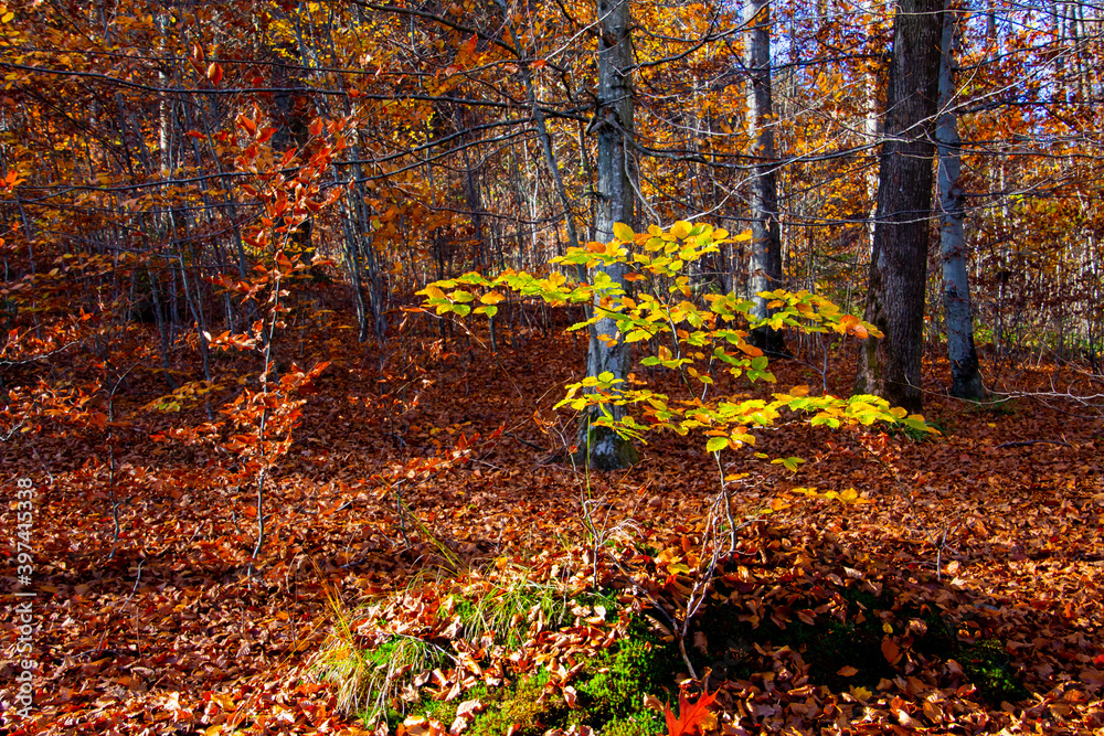 Fototapeta premium Autumn forest trees for natural autumn background