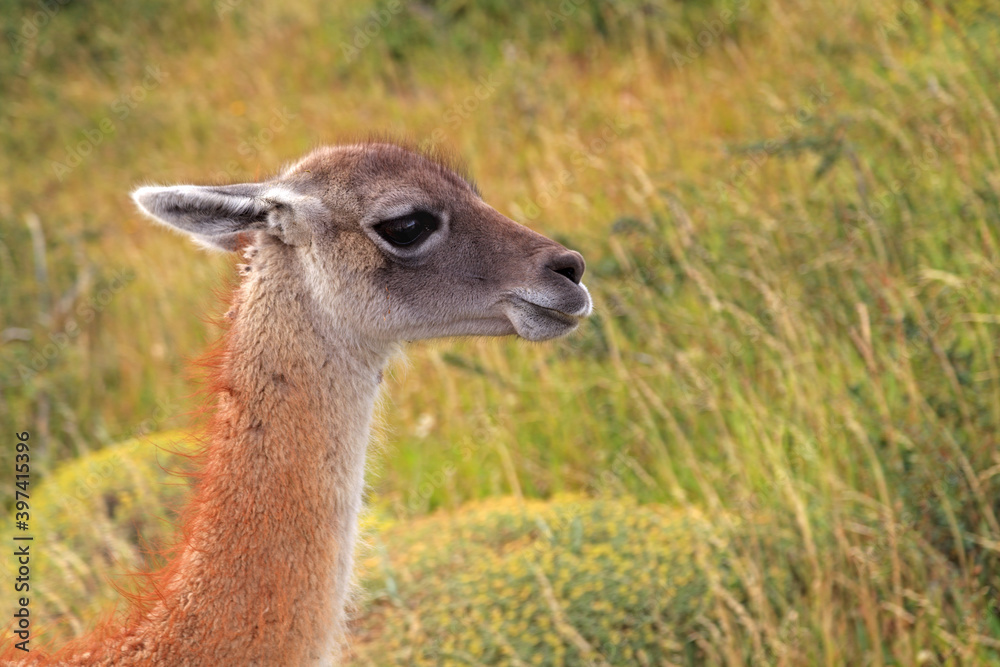 Guanako Guanako