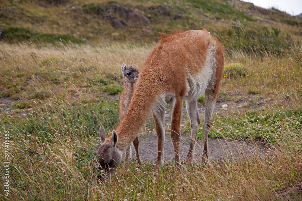 Fototapeta premium Guanako Mutter mit Baby