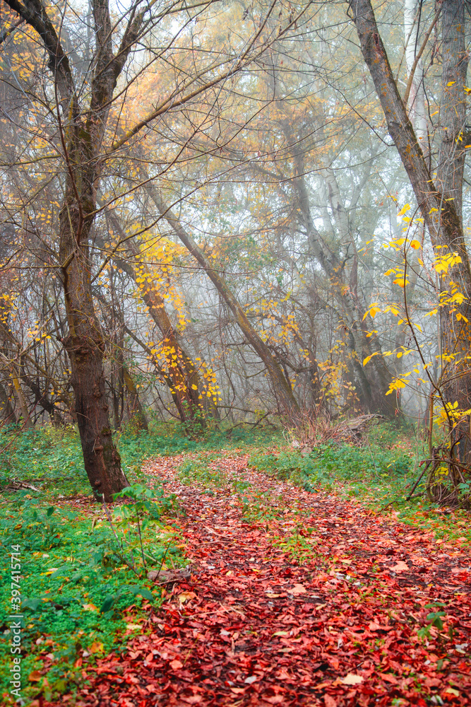 dirt road way covered with orange leaves in the autumn foggy forest