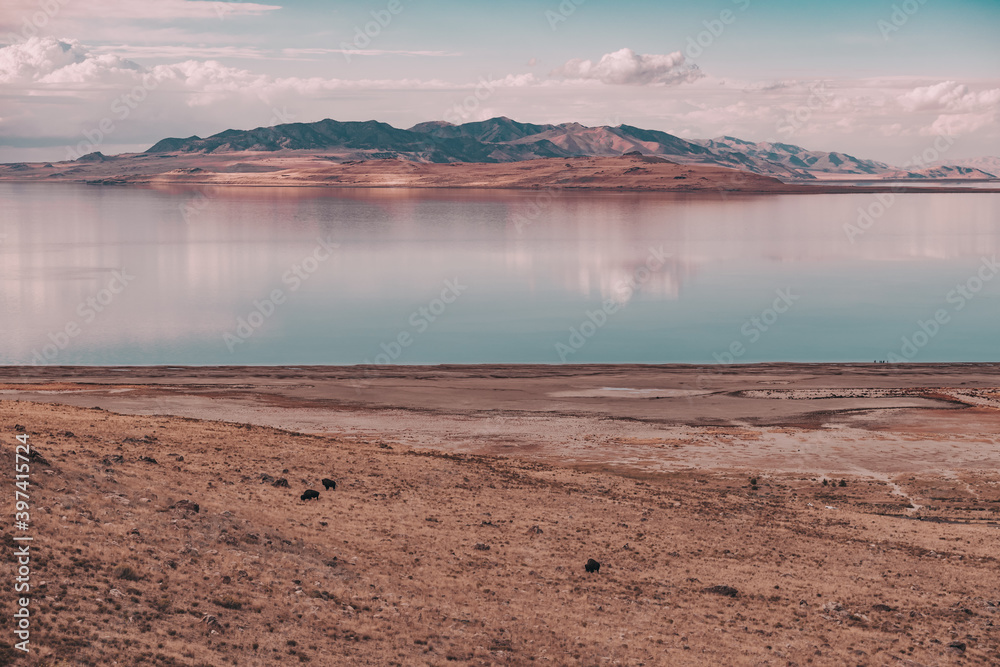 Views of Great Salt Lake and American Bison grazing in Antelope Island State Park, Utah, USA. Desert landscape, water reflections, dramatic clouds.  