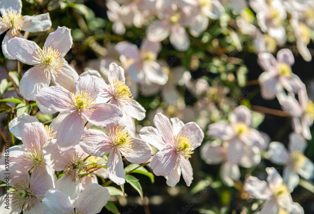 Pale pink flowering clematis plant up close. The flowers have yellow stamens. The photo was taken in a garden on a sunny day at the beginning of the Dutch spring season.