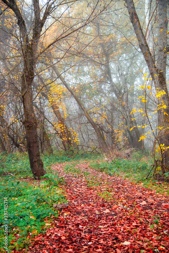 dirt road way covered with orange leaves in the autumn foggy forest