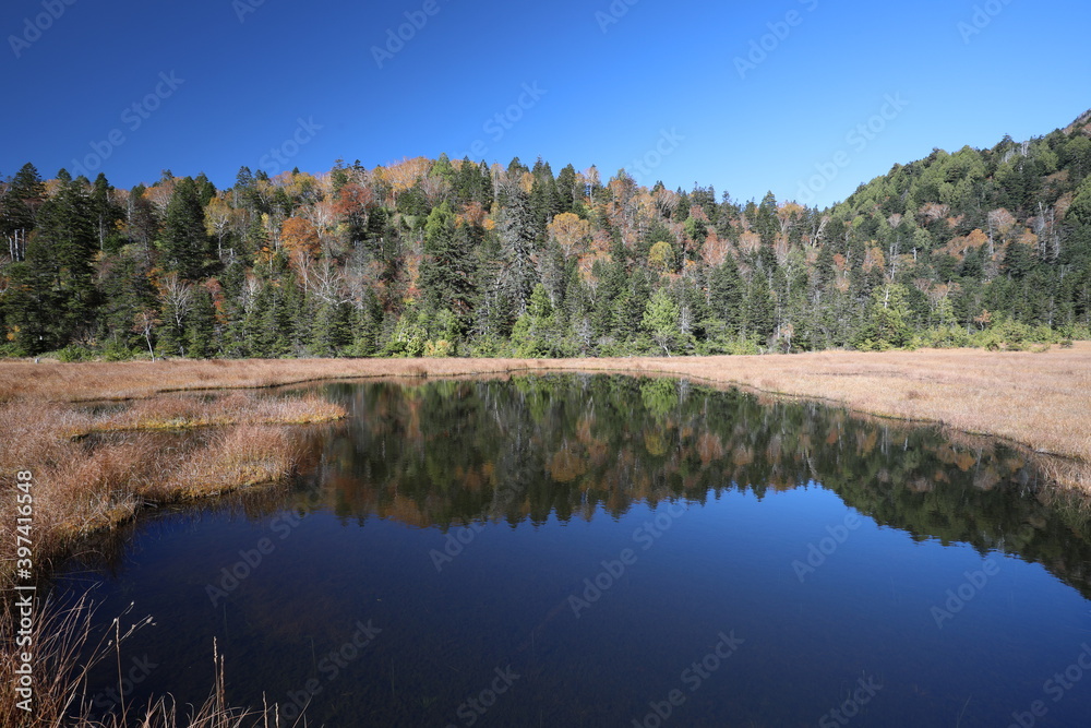 reflection of trees in the pond reflection of trees in the pond