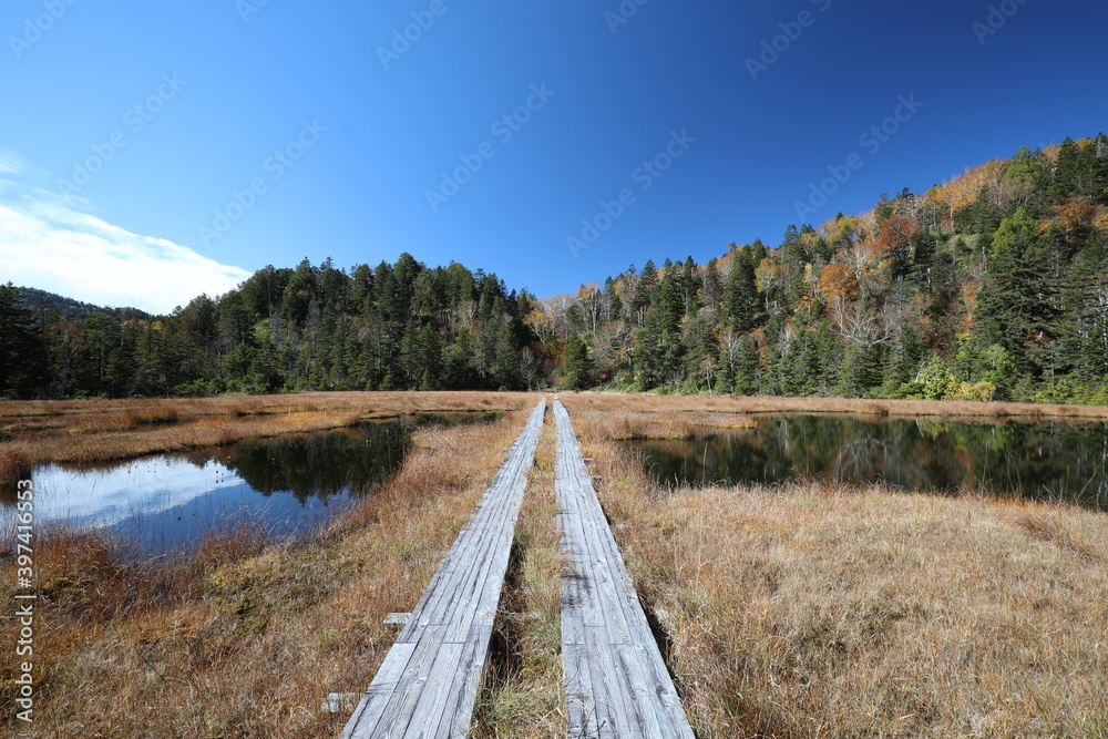 Fototapeta premium boardwalk in Oze marshland