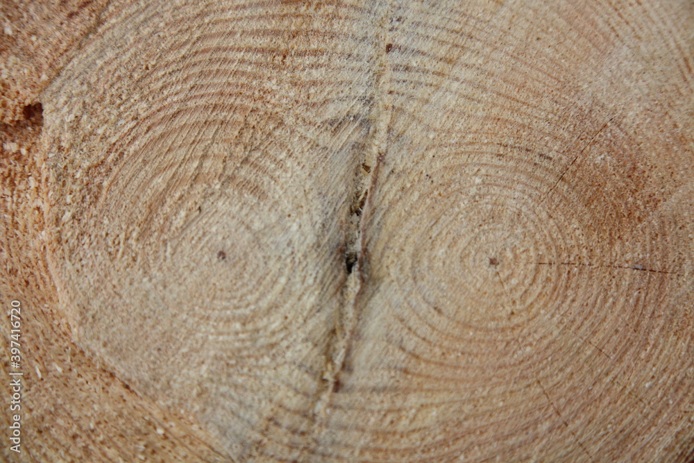 Naklejka premium Fresh cut of a double pine tree trunk with twin annual rings close up surface