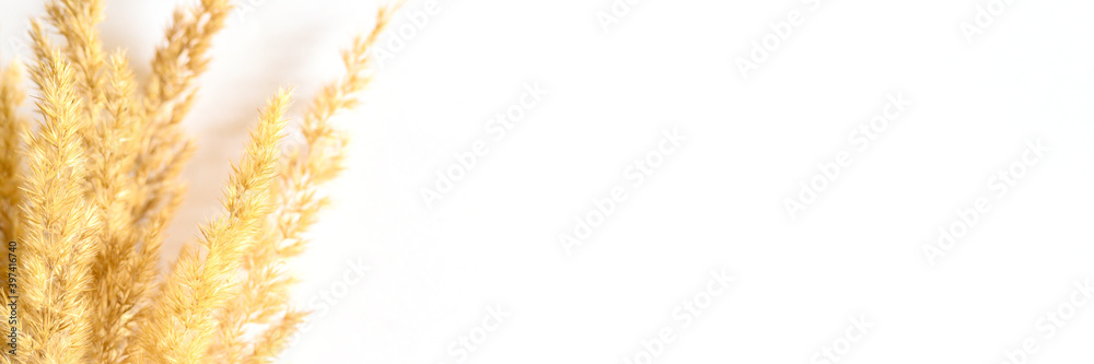 pampas grass bunch of yellow dry ears poaceae isolated on white background. flat lay, top view, space for text. banner pampas grass bunch of yellow dry ears poaceae isolated on white background. flat lay, top view, space for text. banner