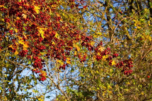 Branch with fresh red hawthorn berries, also called Crataegus, quickthorn or thornapple