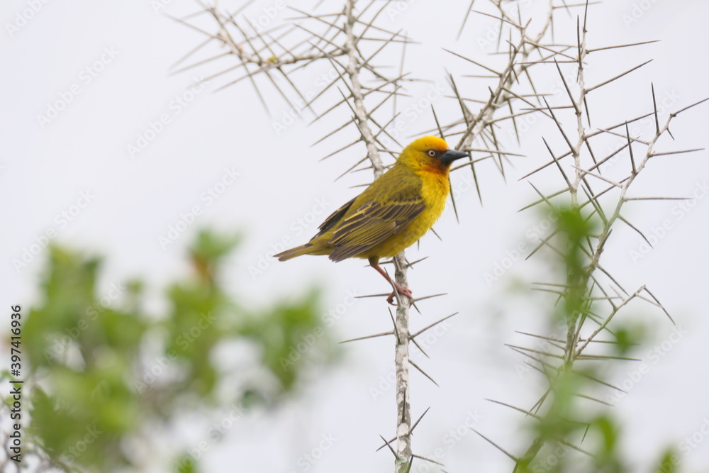 Der Kapweber (Ploceus capensis) ist in Südafrika, Lesotho und Swasiland endemisch. Der Kapweber (Ploceus capensis) ist in Südafrika, Lesotho und Swasiland endemisch.