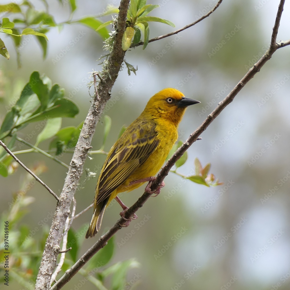 Der Kapweber (Ploceus capensis) ist in Südafrika, Lesotho und Swasiland endemisch. Der Kapweber (Ploceus capensis) ist in Südafrika, Lesotho und Swasiland endemisch.