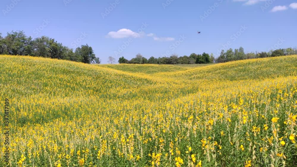 Yellow flowers blowing in wind. swaying yellow flowers in Yellow flowers field. Yellow flowers blowing in wind. swaying yellow flowers in Yellow flowers field.