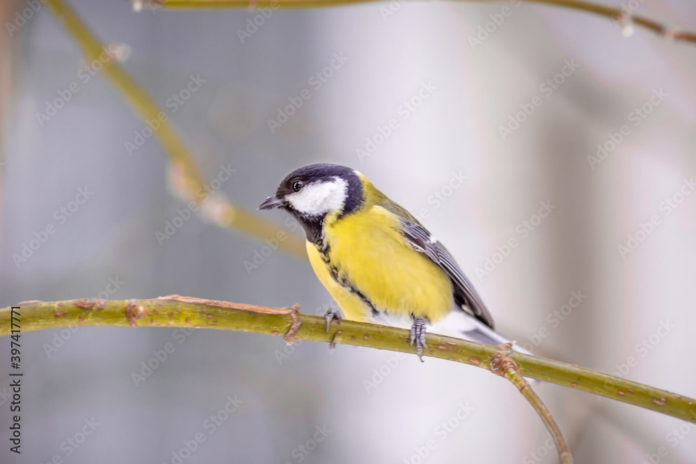Fototapeta premium A titmouse sits on a snow-covered tree in winter