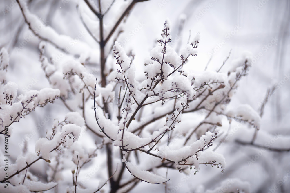 white branch in the snow in winter