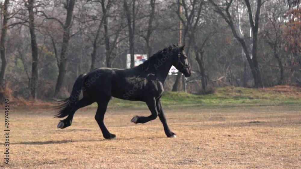 A beautiful Black Friesian horse trotting through the field in slow motion A beautiful Black Friesian horse trotting through the field in slow motion