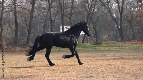 A beautiful Black Friesian horse trotting through the field in slow motion