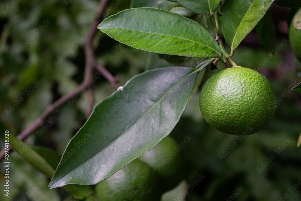 green apple on tree