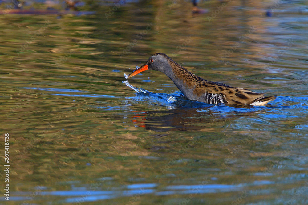 Wasserralle am Morgen im Herbst bei der Jagd	
