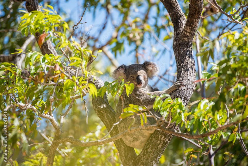 Fototapeta premium 野生のコアラ 子連れのメス