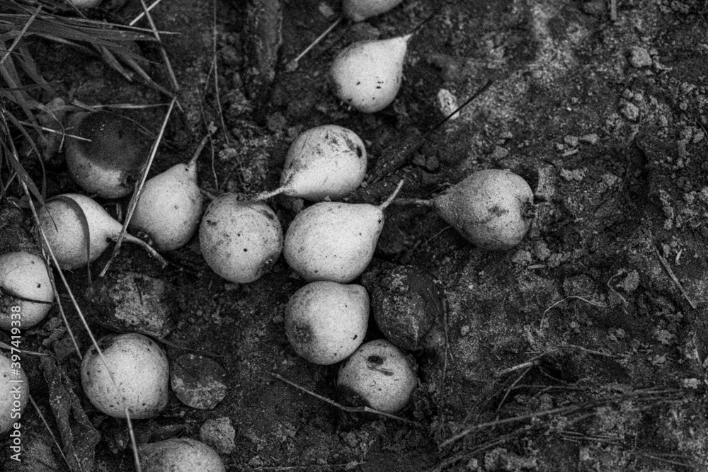 Äpfel auf dem Boden in schwarz-weis Äpfel auf dem Boden in schwarz-weis