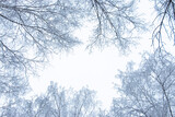 Winter gloomy landscape. View of the sky through the branches of trees.