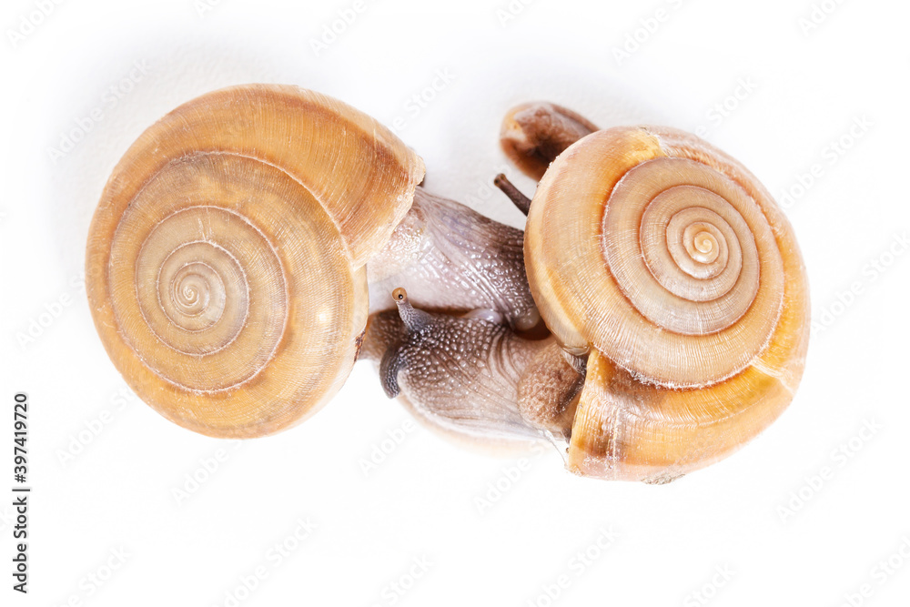 Snails doing the process of reproduction on white background Snails doing the process of reproduction on white background