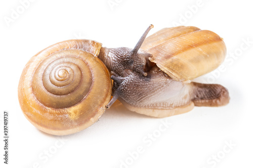Snails doing the process of reproduction on white background