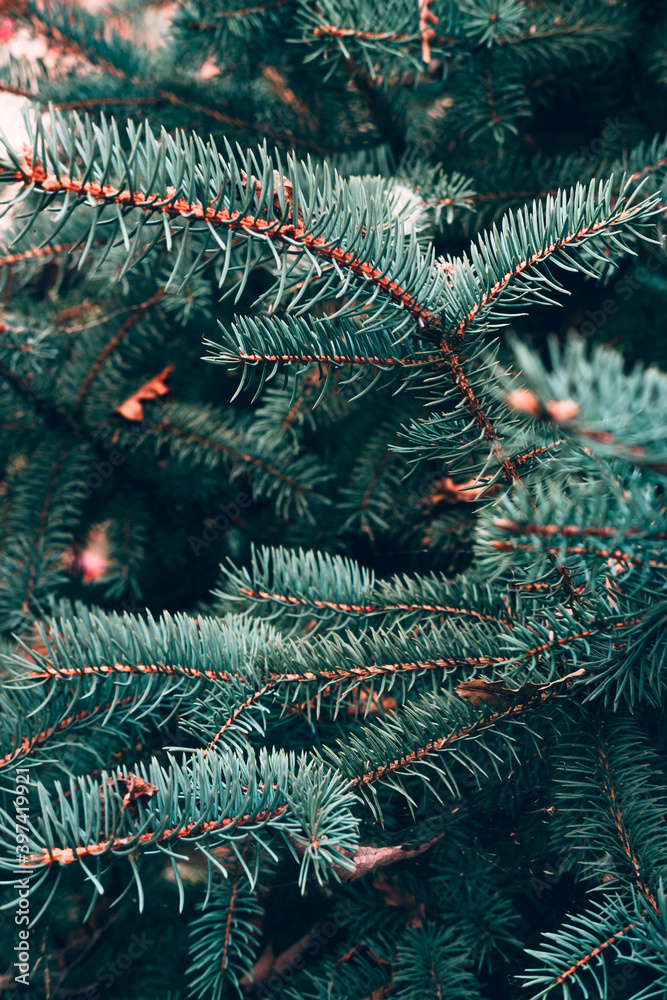 Spruce trees are natural live branches without decorations. Vertical picture with green branches of Christmas tree close-up. Beautiful minimalistic natural background with evergreen plant.