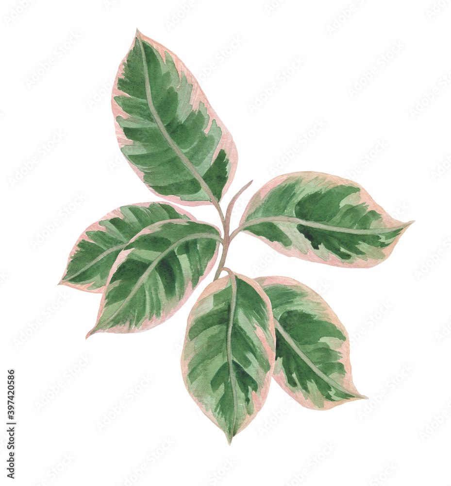 Watercolor painting ficus plant, isolated on white. Design element Watercolor painting ficus plant, isolated on white. Design element