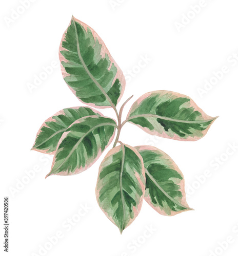 Wallpaper Mural Watercolor painting ficus plant, isolated on white. Design element Torontodigital.ca