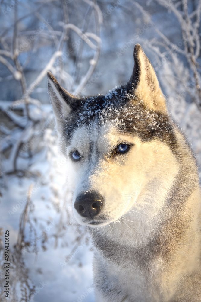 Naklejka premium a proud blue-eyed husky born for the harsh cold snowy winters.