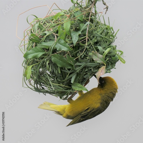 Kapweber (Ploceus capensis) beim Nestbau in der Brutkolonie. George, Südafrika. photo