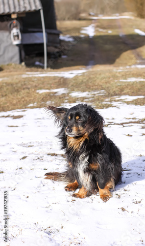 Adult healthy active mongrel dog on rural yard