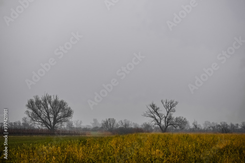 single trees and high field with dense ground fog