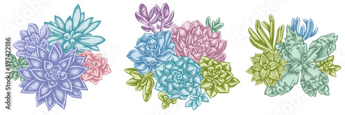 Flower bouquet of pastel succulent echeveria, succulent echeveria, succulent