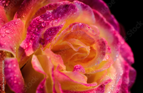 Beautiful Single Rose with Waterdrops on Black 