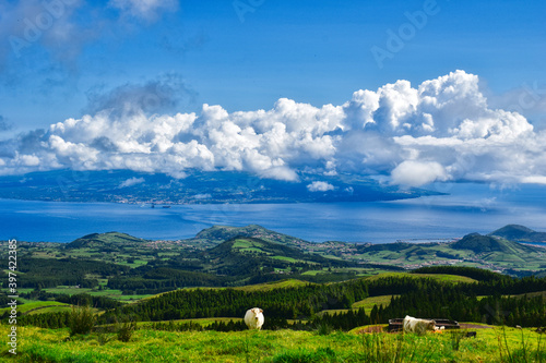 the cows of the azores