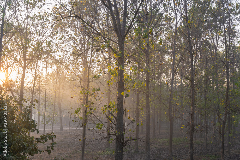 sunrising behind poplar trees in rural india sunrising behind poplar trees in rural india