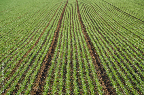 green rows of winter wheat field. top view.