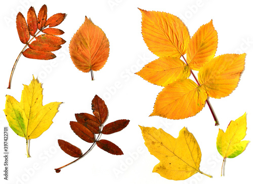 Autumn leaves of different plants on a white background