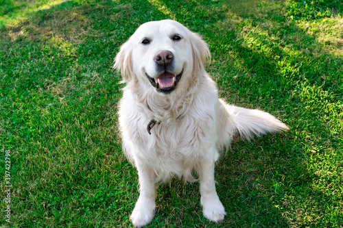 Charming pet. Golden Retriever sitting on the lawn. Friendly, well-mannered, trained dog.