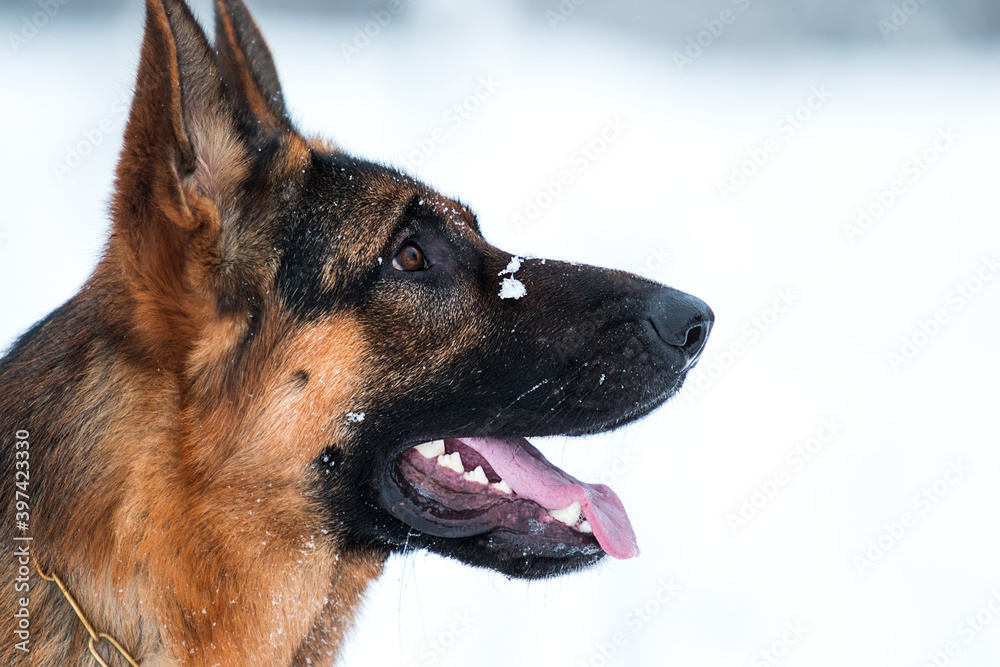 dog in the snow in winter, german shepherd