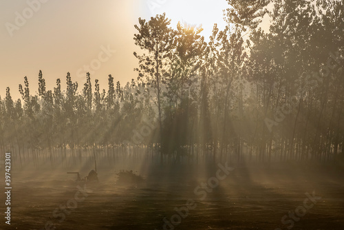 sun rays are coming through poplar trees in agricultural field in winter morning